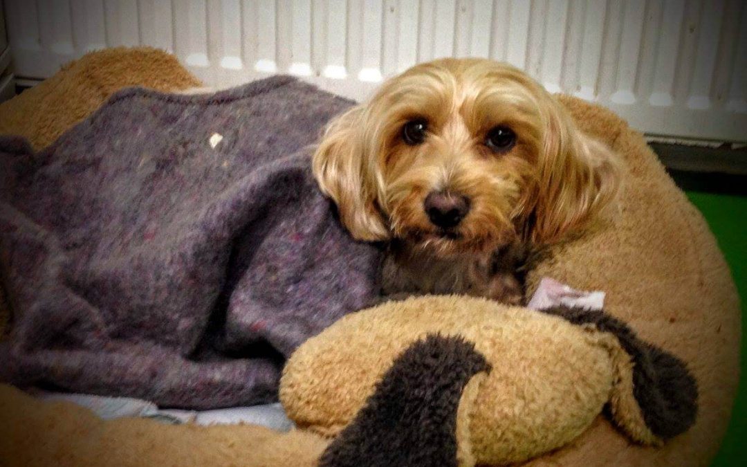 Polo, un cățeluș norocos