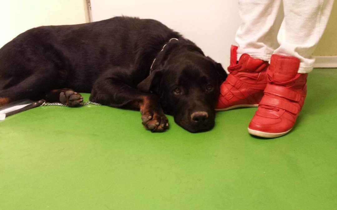 Santo, înghițitorul de scoth