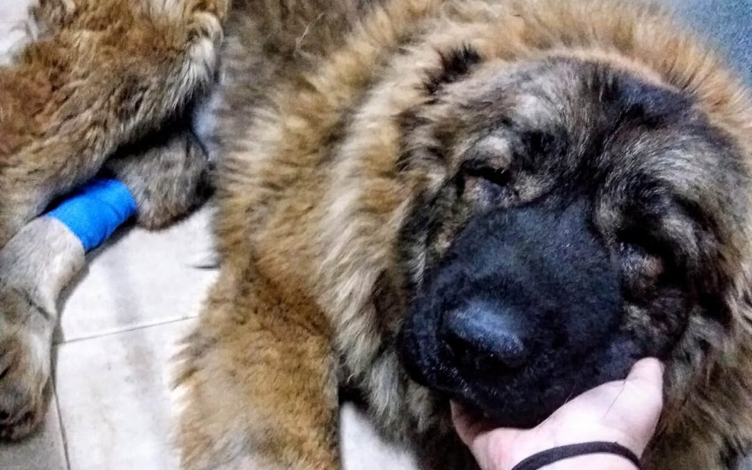 Tratat de stăpân de pe internet vs. tratament de specialitate