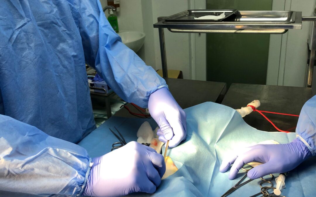 7 Mituri Legate De Chirurgia Veterinară