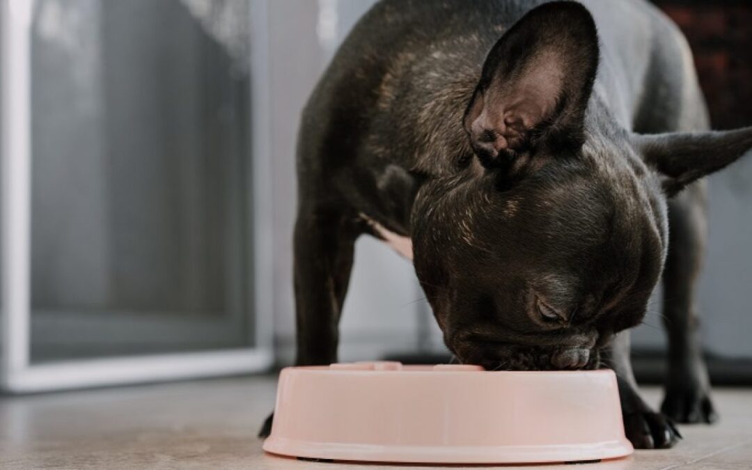 Sunt recomandate probioticele pentru câini?