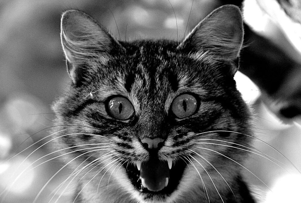 4 Motive Pentru Care Animalul Tău De Companie Are Nevoie De Detartraj