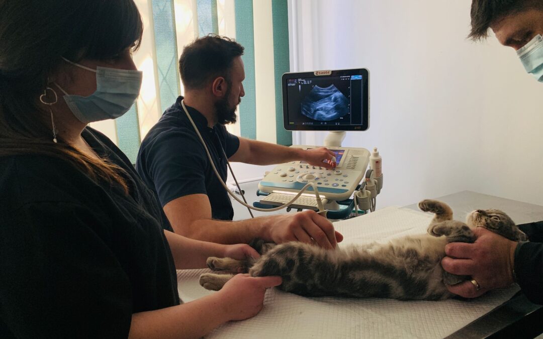 Ecografie Pentru Câini șI Pisici: Ce Doresc Să Știe Proprietarii de Animale de Companie?