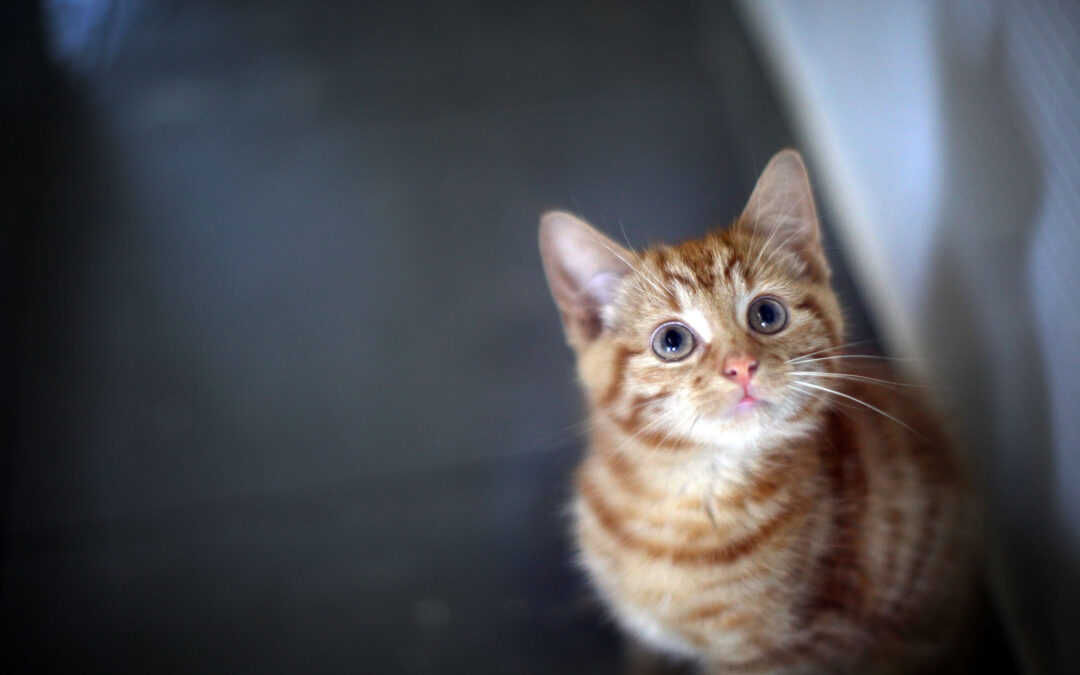 Ce este un accident vascular cerebral la pisică?