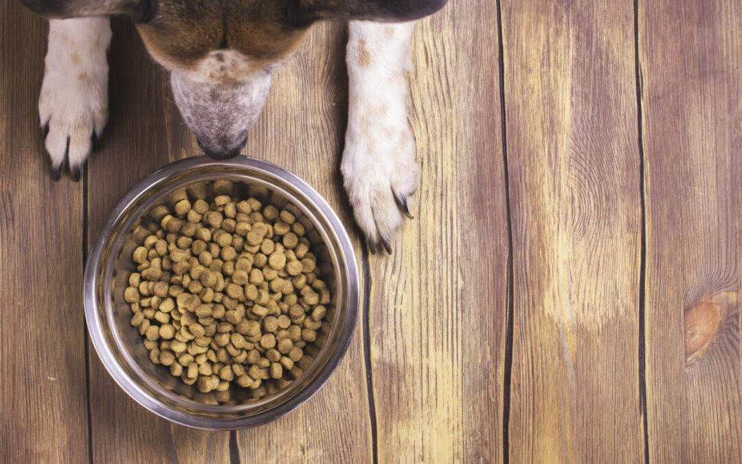 Alergiile alimentare la câini și dieta hipoalergenică