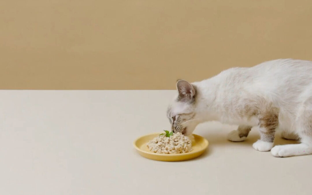 Sunt Alimentele Proaspete Benefice Pentru Pisica Ta?