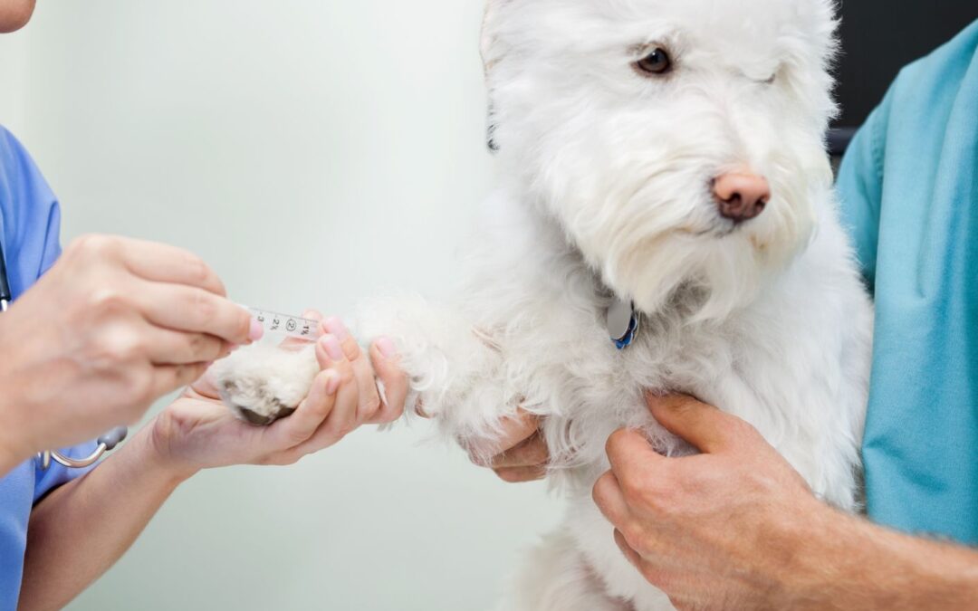 Importanța analizelor de sânge pentru câini și pisici